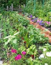 Jardin Paresseux Avec Compagnonnage Jardins Jardinage Et Potager