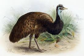 King Island Emu Extinct Animals Animals Prehistoric Animals
