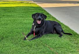 Premier vet care animal clinic. Premier Vet Care Animal Clinic 5100 Lakeview Pkwy Rowlett Tx 75088 Usa