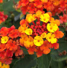 Fireworks Lantana Plants For Sale Free Shipping