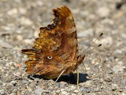 Image result for Polygonia c-album