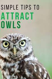 Simple Tips To Attract Owls To Your Backyard Owl Backyard Birds Wild Birds