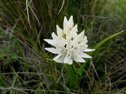 Image result for Disa aconitoides