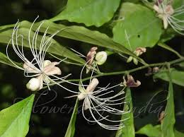 Image result for Capparis citrifolia