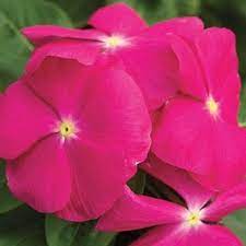 Vinca Cora Pink In The Big Seed Book From Park Seed On Shop Catalogspree Com My Personal Digital Mall Flower Seeds Periwinkle Flowers Flowers