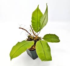 Image result for Oleandra