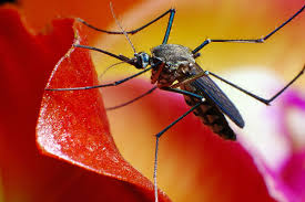 Maybe you would like to learn more about one of these? Types Of Bugs You Ll Find In Water Terminix