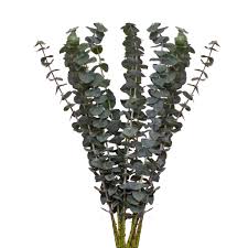 5.0 out of 5 stars 1. Premium Wholesale Eucalyptus Baby Blue Eucalyptus Free Shipping Bloomingmore