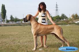 top 10 samye bolshie v mire sobaki kniga rekordov ginnesa mirovye rekordy i dostizheniya