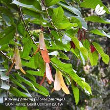 Image result for Dipterocarpaceae