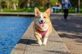 Do Dogs Know Their Names Palmy Paws