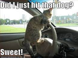 Just Funny Stuff Funny Cat Pictures Funny Cat Photos Funny Cats And Dogs