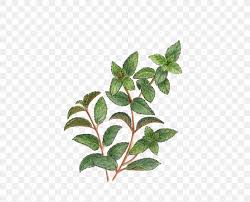 tea stock photography alamy mint png 1359x1098px tea alamy branch caffeine drawing download free favpng com