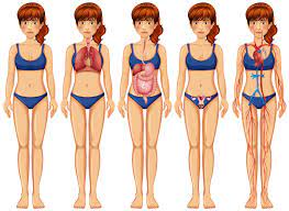 215,207 woman body premium high res photos. A Woman Body And Anatomy 298534 Vector Art At Vecteezy