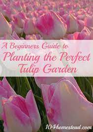 A Beginner Guide To Planting The Perfect Tulip Garden Tulips Garden Garden Care Gardening For Beginners