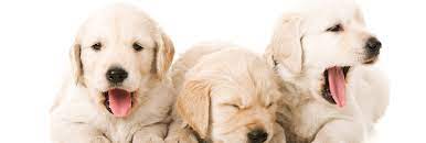 Responsibilities include visiting the pet owner's home and feeding, cleaning and playing with the pet. Cage Free Dog Boarding Cage Free Pet Sitting Near Me House Sitting With Dogs
