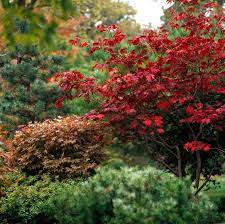 Its red, lacy leaves are a welcome addition to any garden, but they aren't problem free. 18 Excellent Japanese Maples Better Homes Gardens