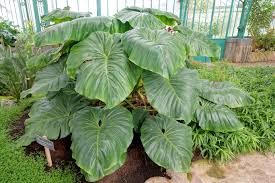 Image result for Filodendron Philodendron