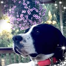 Maybe you would like to learn more about one of these? Companion Pet Clinic Of Aloha Home Facebook