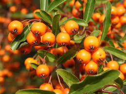 Er sieht ungefähr so aus: Feuerdorn Orange Glow Pyracantha Coccinea Orange Glow Baumschule Horstmann