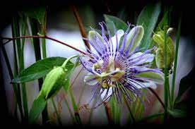 According To Folklore Passionflower Got Its Name Because Its Corona Resembles The Crown Of Thorns Worn By Jesu Passion Flower My Secret Garden Outdoor Gardens