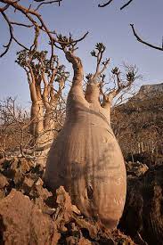 Bottle Tree Socotra Island Socotra Baobab Tree Fruit Unusual Plants