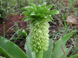 Image result for Eucomis autumnalis