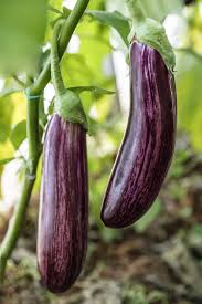Add eggplant to one of your lists below, or create a new one. How To Grow And Care For Eggplant Gardener S Path