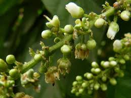 Image result for Lepisanthes