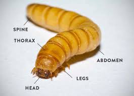 Leave comments in the comments section. Mealworms Can Eat Styrofoam And Not Die 14 Crazy Facts About The Mealworm