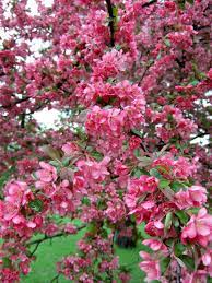 The medium sized red flowers & malus profusion fruit will attract pollinators like butterflies and birds into your garden to feast on the sweet flower nectar and their fruiting offspring. Best Types Of Crabapple Trees For Your Yard Better Homes Gardens
