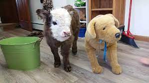 You Can Now Be The Proud Owner Of A Fluffy Mini Cow