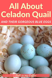What Are Celadon Quail Eggs Quail Eggs Quail Raising Quail