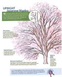 Pruning Japanese Maples High Hand Nursery Pruning Japanese Maples Japanese Maple Garden Japanese Maple Tree