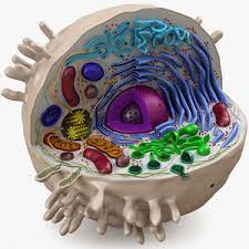 One universal base formulation for a seamless transition across multiple applications. Animal Cell 3d Models For Download Turbosquid