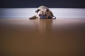Nachdem ich im august 2008 einen neuen job annehmen mußte, stehen wir seit august vor dem problem, daß sie 6,5 stunden 5 tage die woche alleine bleiben muß (vorher durfte sie immer mit). Wie Lange Kann Ein Hund Alleine Bleiben