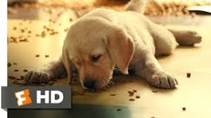 After john and jenny moved to south florida, they decide to adopt a puppy and named it marley. Marley Me 2 5 Movie Clip How Marley Got His Name 2008 Hd Youtube