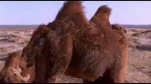 Opens with an old man telling a story about why camels don't have antlers. The Story Of The Weeping Camel Documentary Heaven