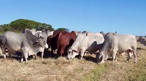 Dicke Brahman Production Sale 2019 Youtube