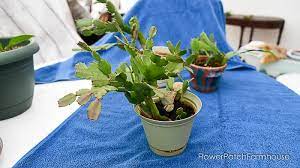 Remember that christmas cacti are not true cacti, and do need regular watering. Easy Prune Christmas Cactus Flower Patch Farmhouse