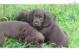 Marty Pups Boykin Spaniel Puppy For Sale Near Greenville Upstate South Carolina Fd975936 23 Boykin Spaniel For Sale Boykin Spaniel Boykin Spaniel Puppies