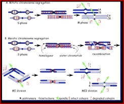 Check spelling or type a new query. Plant Cell Division