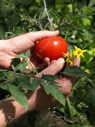 Simply, smack your tomato flowers around a bit. Fruit Leaves And Flower Of Tomato Plant Stock Photo Picture And Royalty Free Image Image 19457610