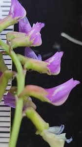 Image result for Astragalus atropilosulus