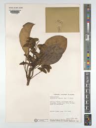 Image result for Terminalia superba