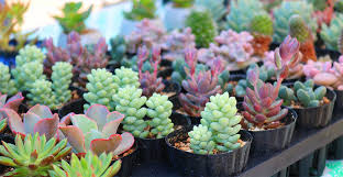 Purple and green striped succulent. Easy Succulents For Beginners And How Tos For Indoor Gardeners Life S Dirty Clean Easy