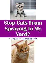 13 Delectable Stop Neighbours Cat Spraying My House Cat Spray Cat Repellant Cat Spray Smell
