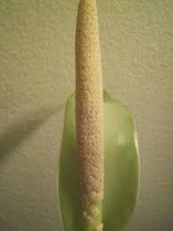 Image result for dieffenbachia flower