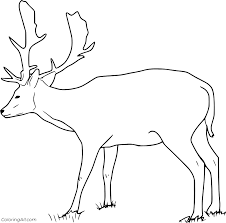 Get ready for some coloring fun with totally free printable coloring book. Fallow Buck Deer Coloring Page Coloringall