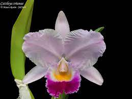 Cattleya Trianae Cattleya Beautiful Orchids Orchids